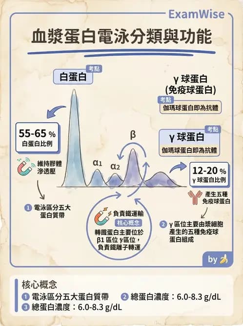 營養 - 蛋白質結構、功能與需求量 - AI 圖文解析預覽