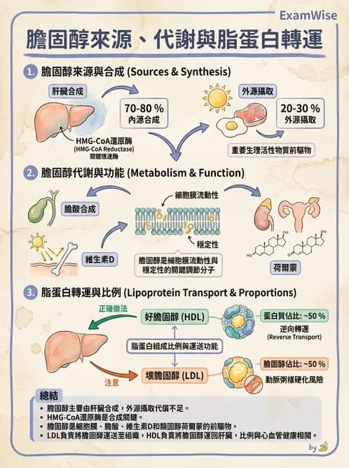 營養 - 脂蛋白與膽固醇代謝 - AI 圖文解析預覽
