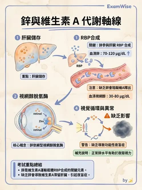營養 - 鋅與銅營養 - AI 圖文解析預覽
