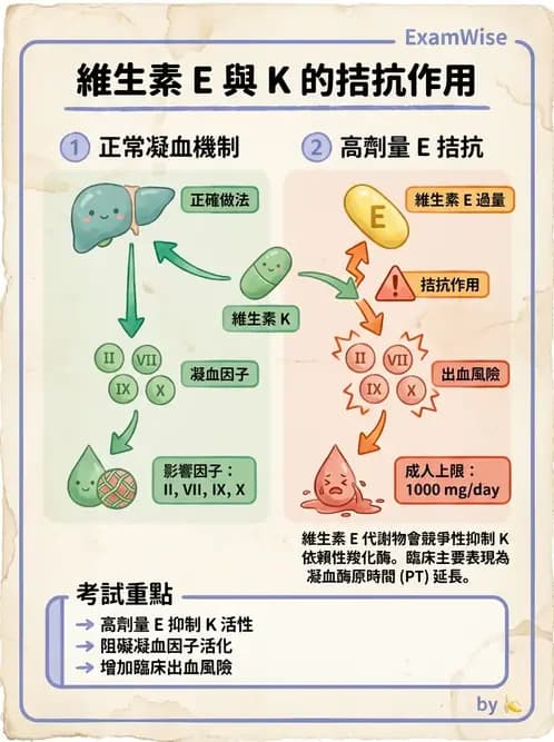 營養 - 維生素E - AI 圖文解析預覽