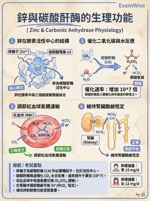 營養 - 鋅與銅營養 - AI 圖文解析預覽