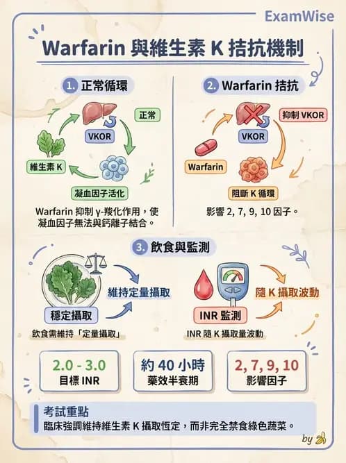 營養 - 藥物與營養素交互作用 - AI 圖文解析預覽