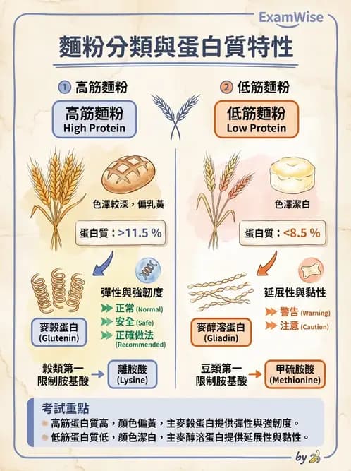 營養 - 穀類、澱粉與麵粉製備原理 - AI 圖文解析預覽