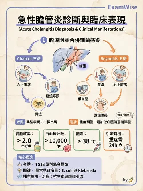 專師 - 膽道與胰臟 - AI 圖文解析預覽
