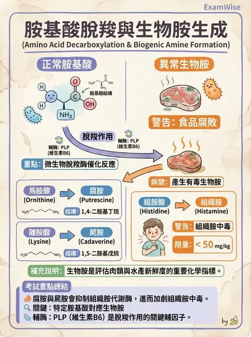 營養 - 食品腐敗微生物學 - AI 圖文解析預覽