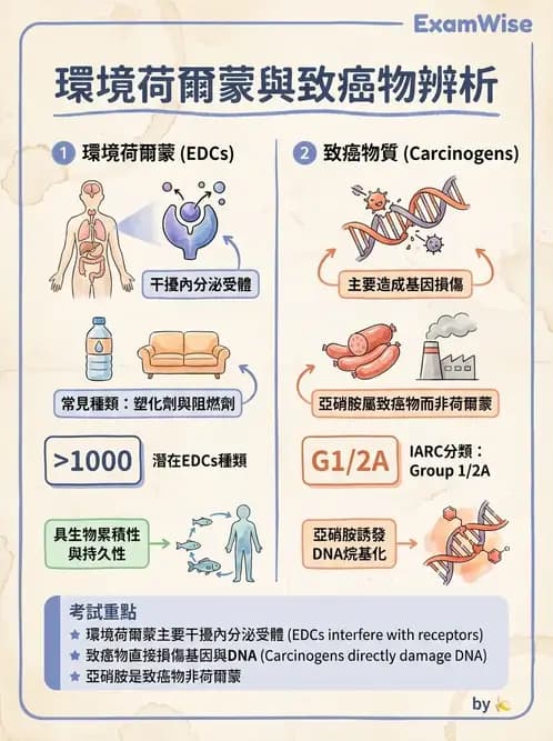 營養 - 化學性危害 - AI 圖文解析預覽