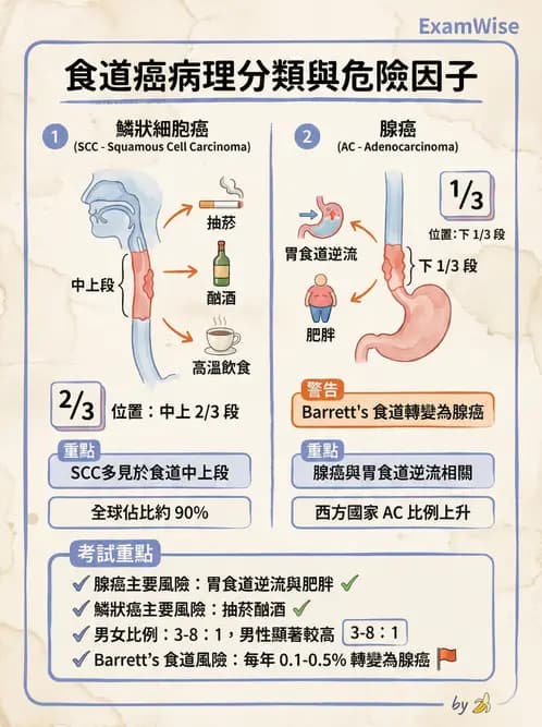 專師 - 上消化道 - AI 圖文解析預覽