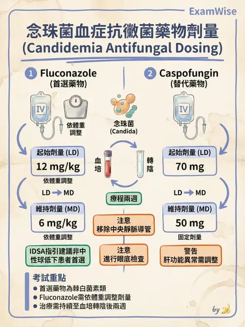 專師 - 抗生素藥理 - AI 圖文解析預覽