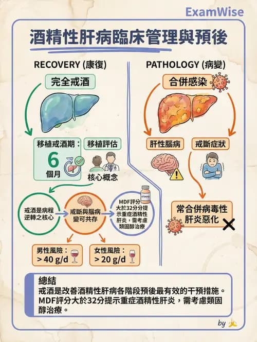 專師 - 肝炎與肝功能 - AI 圖文解析預覽