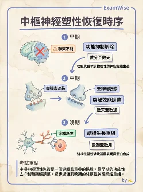 物治 - 神經可塑性 - AI 圖文解析預覽