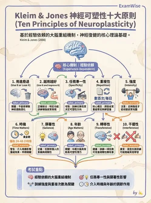物治 - 神經可塑性 - AI 圖文解析預覽