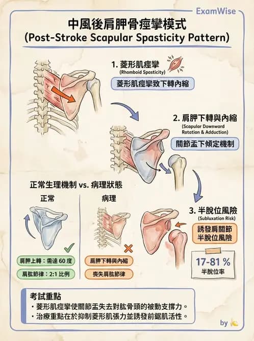物治 - 腦中風上肢肩部與體適能 - AI 圖文解析預覽