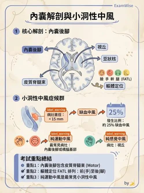 物治 - 腦中風病理與血管解剖 - AI 圖文解析預覽