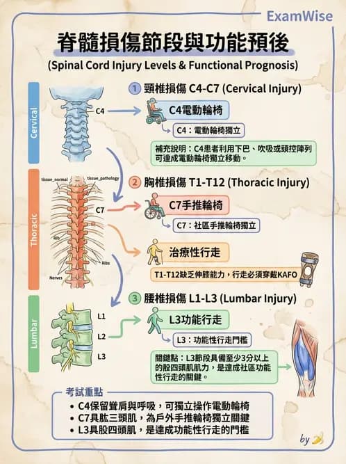 物治 - SCI功能預後與復健訓練 - AI 圖文解析預覽