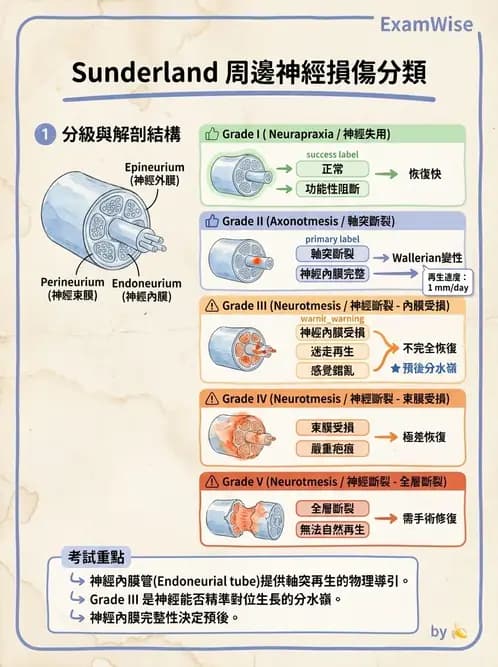 物治 - 周邊神經損傷與復健 - AI 圖文解析預覽
