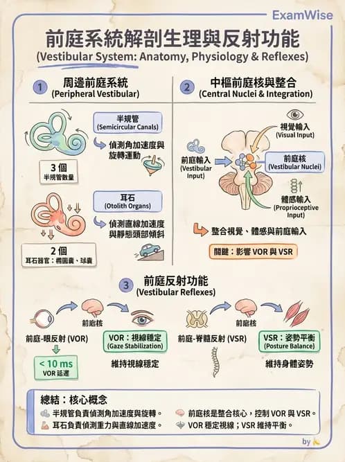 物治 - 前庭系統與前庭復健 - AI 圖文解析預覽