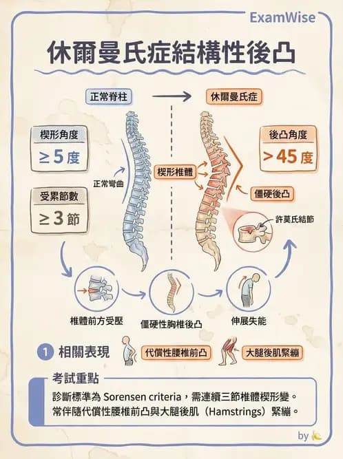 物治 - 胸椎與肋骨 - AI 圖文解析預覽