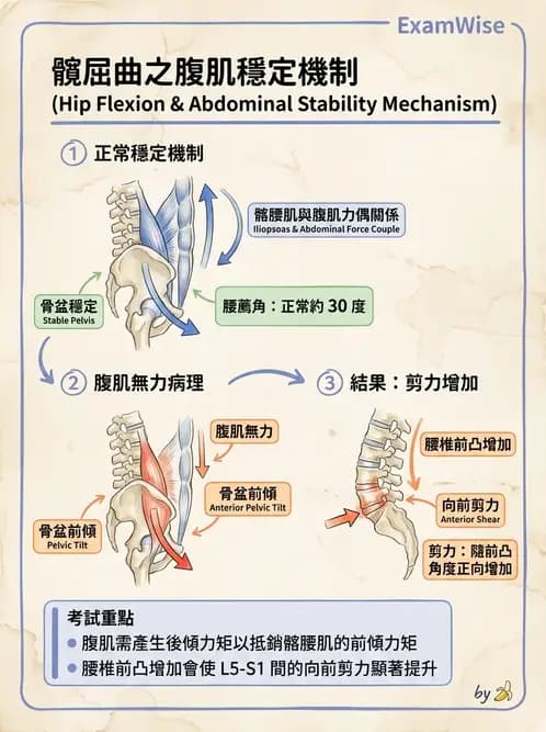 物治 - 腰椎穩定訓練與治療原則 - AI 圖文解析預覽