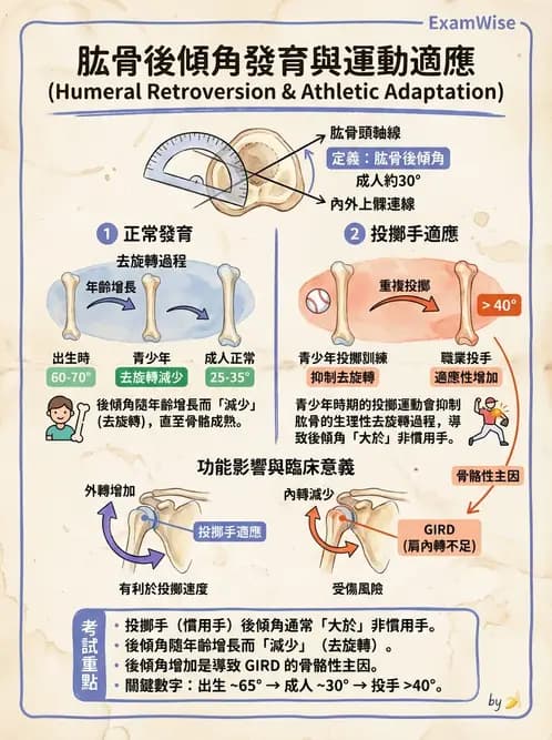 物治 - 肩胛生物力學與神經損傷 - AI 圖文解析預覽