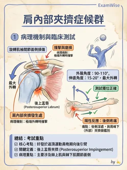 物治 - 肩關節夾擠與旋轉肌袖 - AI 圖文解析預覽