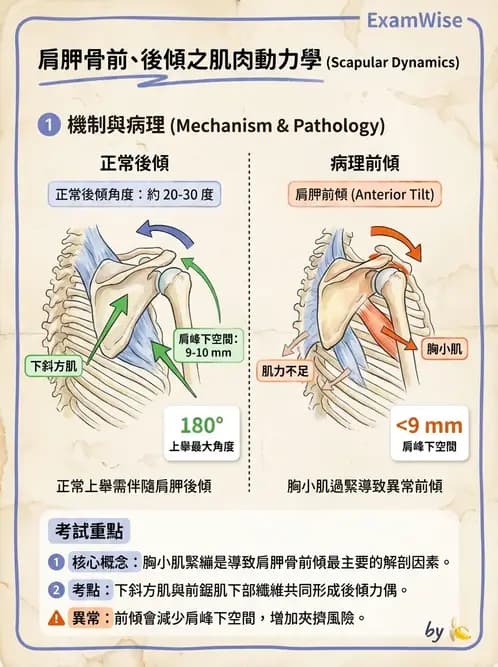 物治 - 肩胛生物力學與神經損傷 - AI 圖文解析預覽