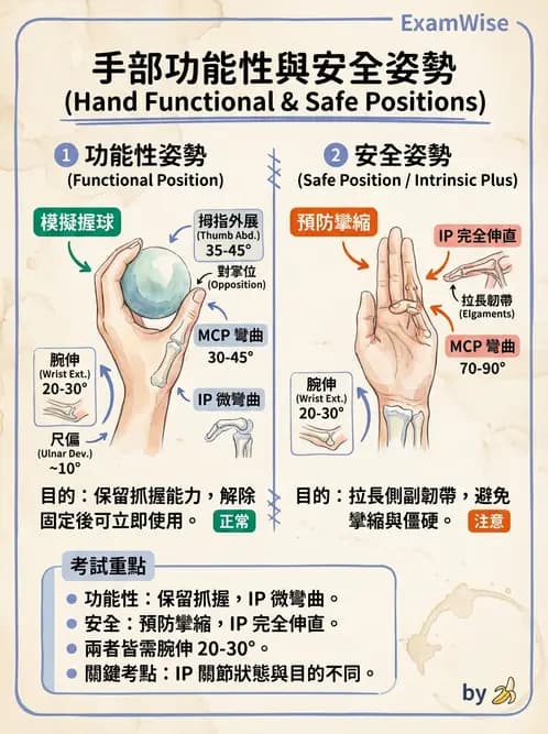 物治 - 手部肌腱損傷與變形 - AI 圖文解析預覽
