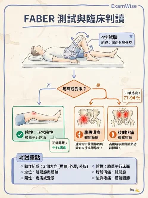 物治 - 髖關節解剖與評估 - AI 圖文解析預覽
