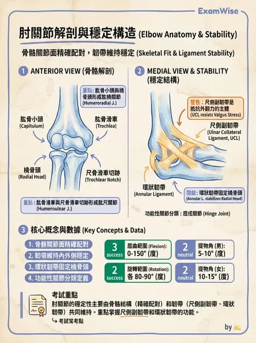 物治 - 骨骼與關節解剖 - AI 圖文解析預覽