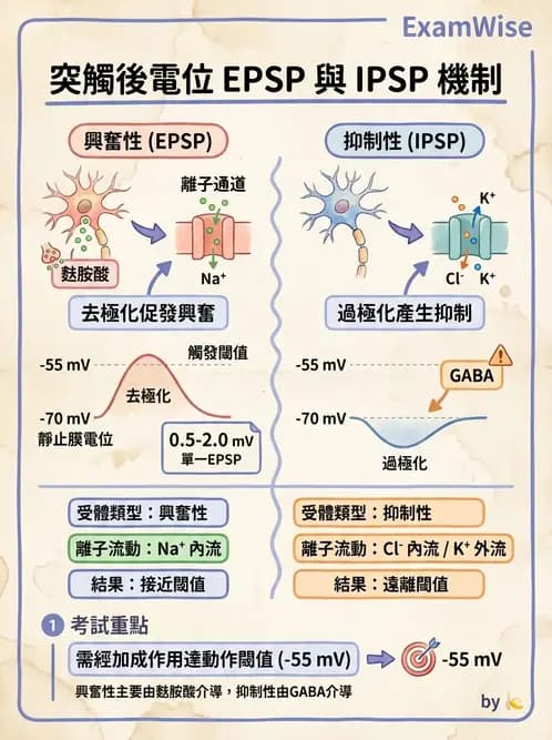 物治 - 神經系統生理 - AI 圖文解析預覽