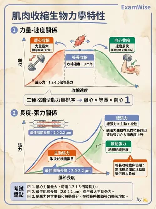 物治 - 肌肉力學與感覺運動控制 - AI 圖文解析預覽