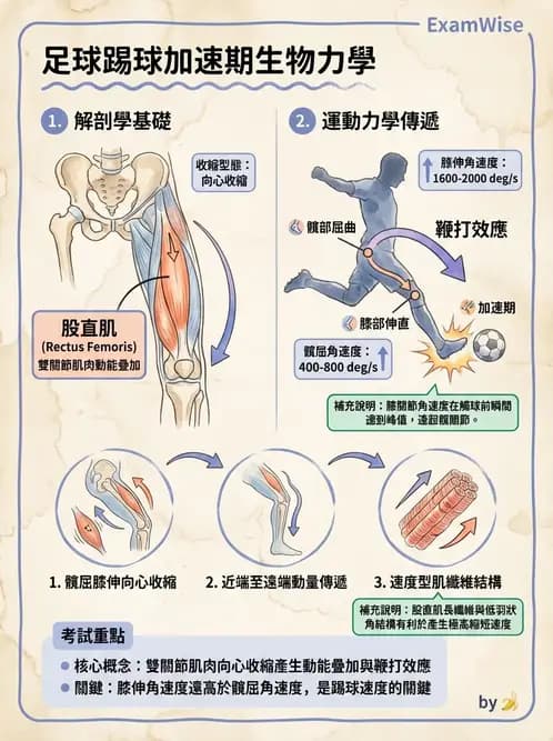 物治 - 競技運動與肌力訓練動作分析 - AI 圖文解析預覽