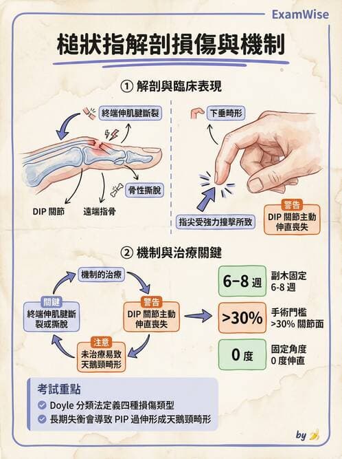 專師 - 上肢與手部疾病 - AI 圖文解析預覽