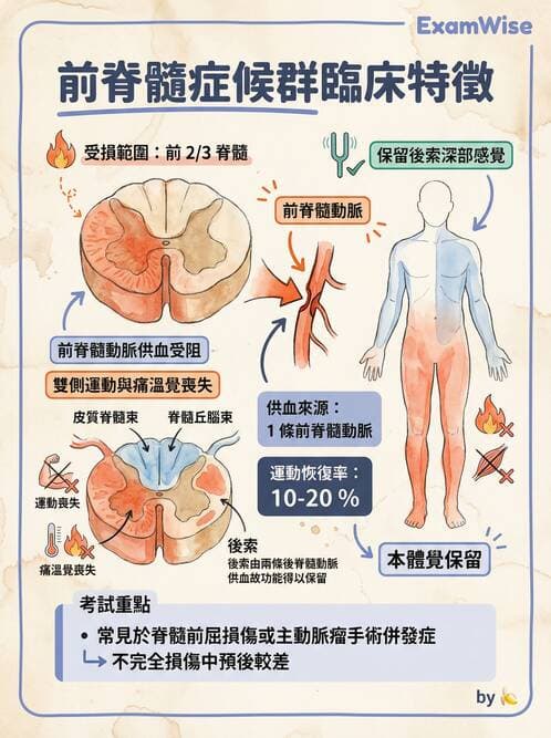 專師 - 頭部外傷與顱內壓 - AI 圖文解析預覽