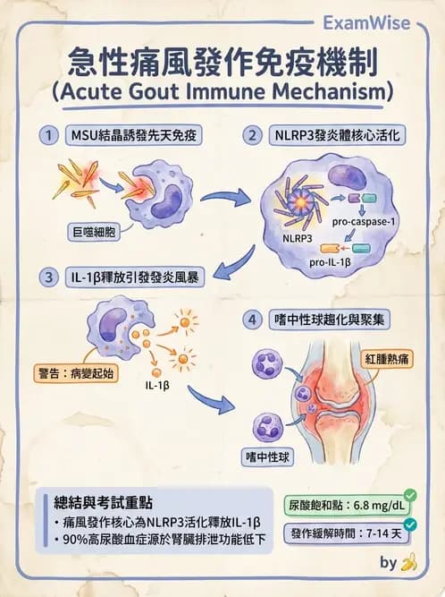 物治 - 內科疾病概論 - AI 圖文解析預覽
