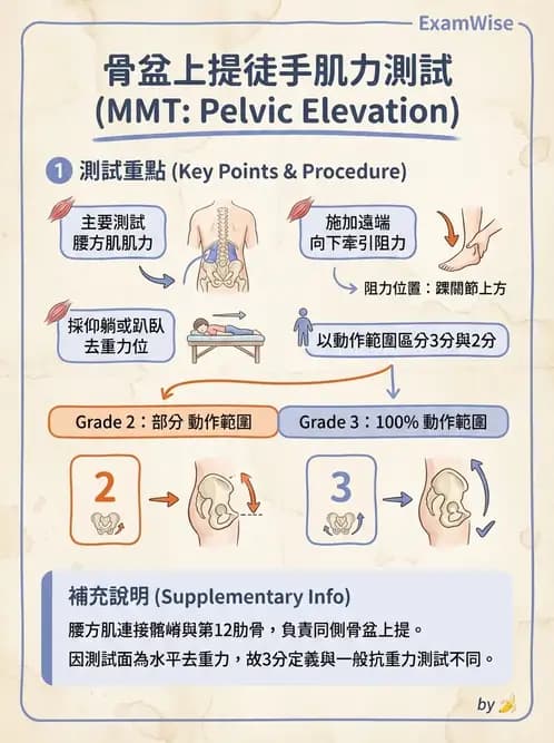 物治 - MMT通則、頭頸與軀幹 - AI 圖文解析預覽