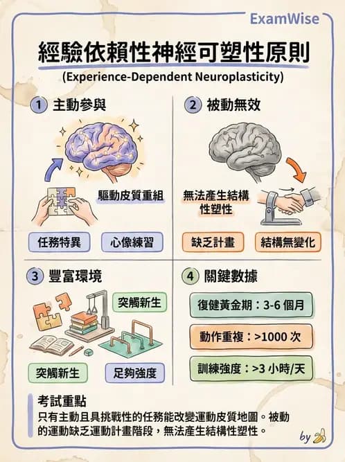 物治 - 神經可塑性 - AI 圖文解析預覽