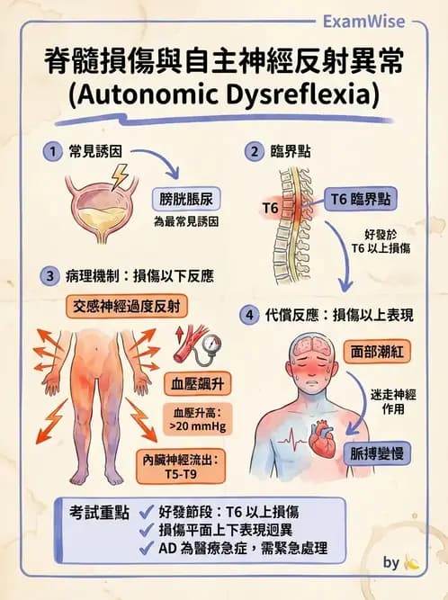 物治 - SCI併發症與呼吸管理 - AI 圖文解析預覽