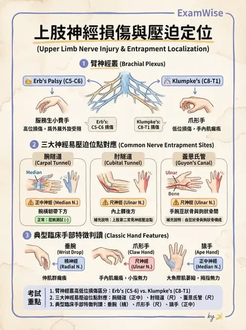 物治 - 周邊神經損傷與復健 - AI 圖文解析預覽