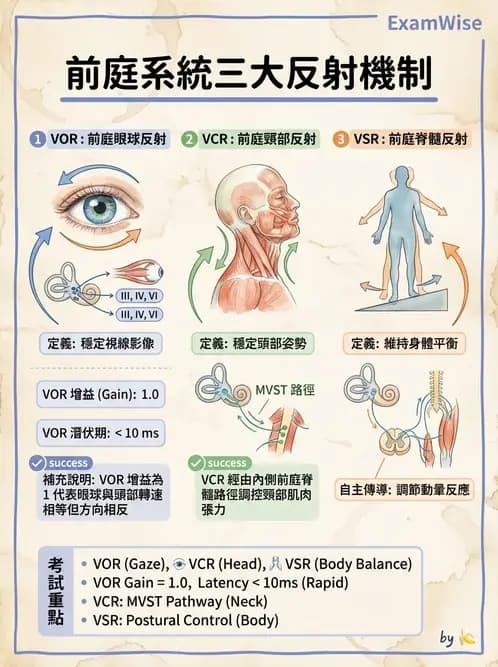 物治 - 前庭系統與前庭復健 - AI 圖文解析預覽