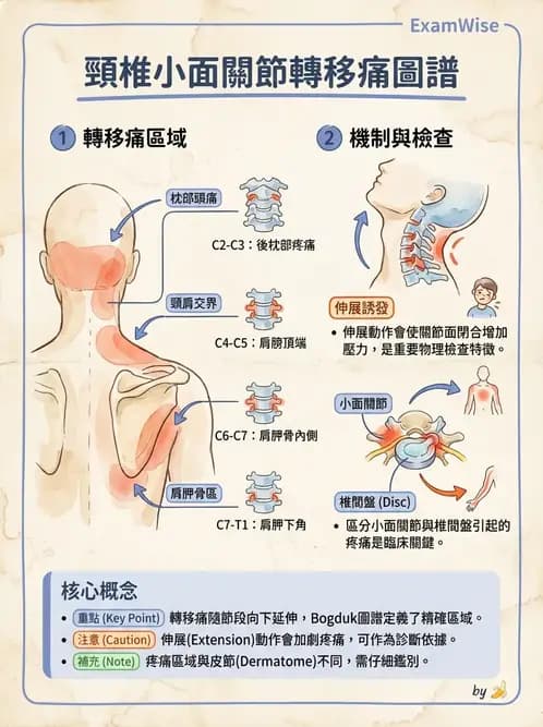 物治 - 頸椎評估與病理 - AI 圖文解析預覽