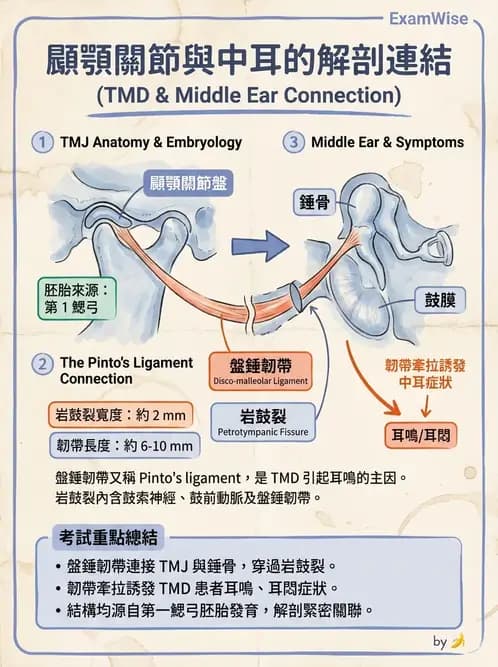 物治 - 顳頷關節 - AI 圖文解析預覽