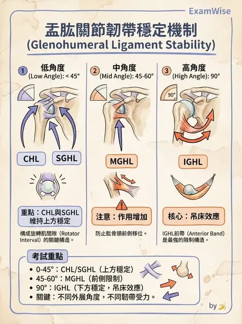 物治 - 肩胛生物力學與神經損傷 - AI 圖文解析預覽