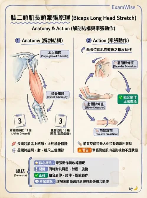 物治 - 肘及前臂關節 - AI 圖文解析預覽