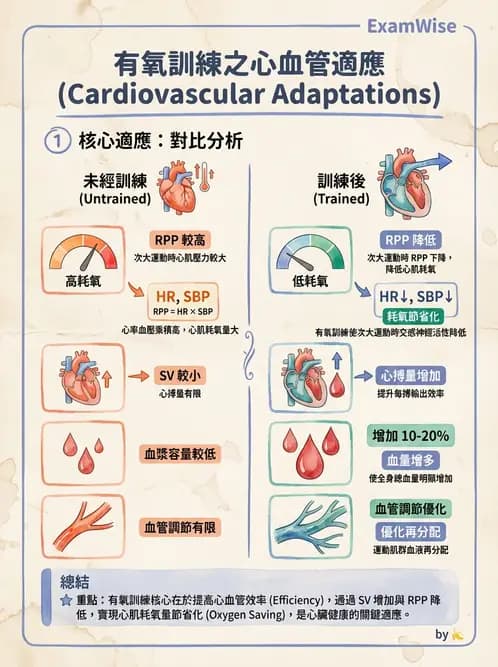 物治 - 運動生理學與能量代謝 - AI 圖文解析預覽