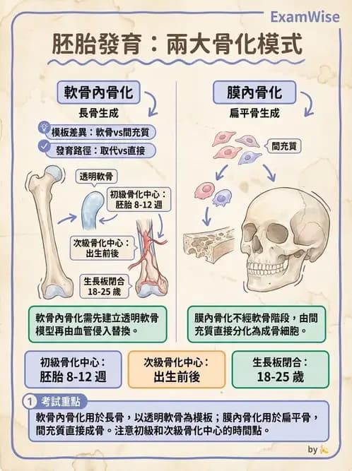 物治 - 骨骼與關節解剖 - AI 圖文解析預覽