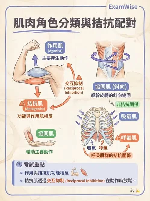 物治 - 肌肉力學與感覺運動控制 - AI 圖文解析預覽