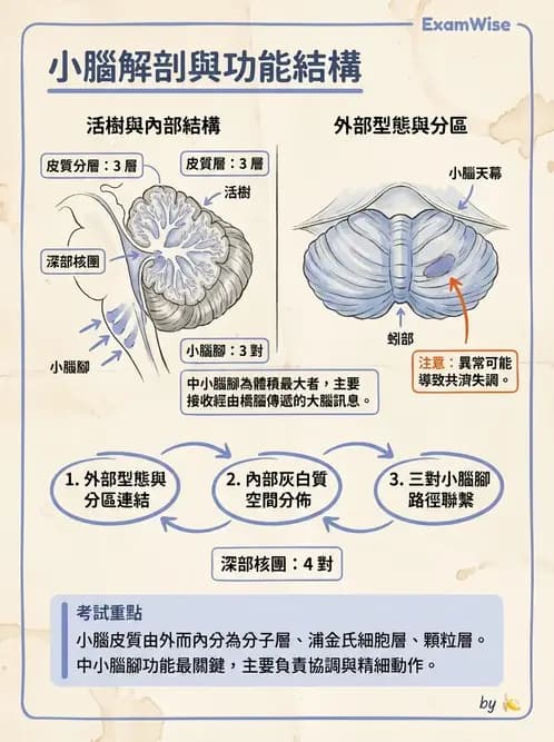 物治 - 中樞神經系統解剖 - AI 圖文解析預覽