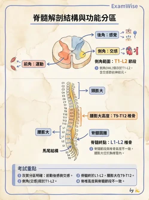 物治 - 中樞神經系統解剖 - AI 圖文解析預覽