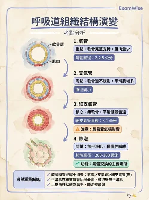 物治 - 呼吸系統解剖 - AI 圖文解析預覽