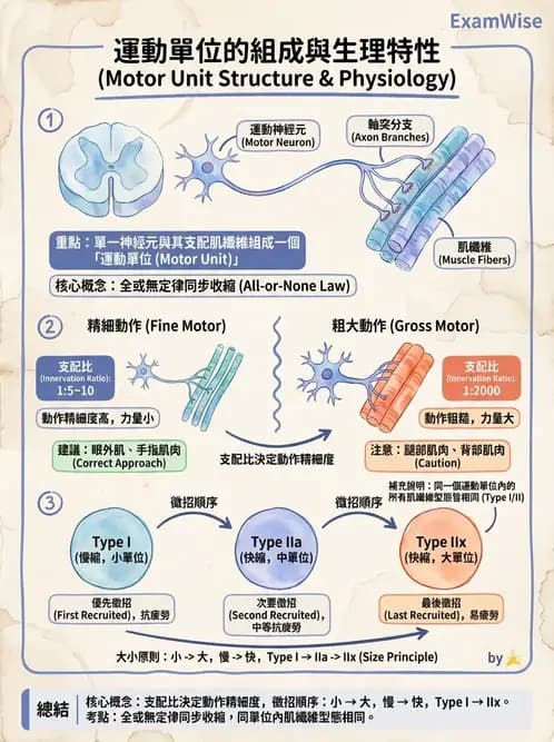 物治 - 肌肉收縮與纖維特性 - AI 圖文解析預覽